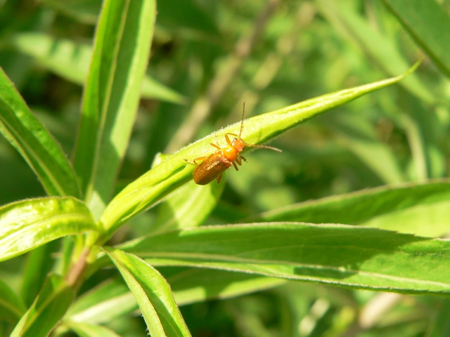 Cantharis pallida