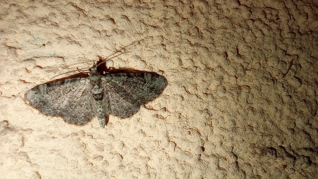 Pasiphila rectangulata - almavirág-araszoló
