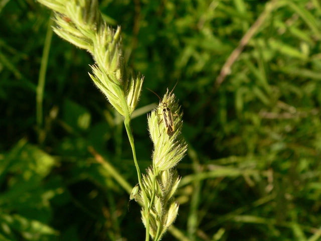 Stenotus binotatus - kétfoltos mezeipoloska