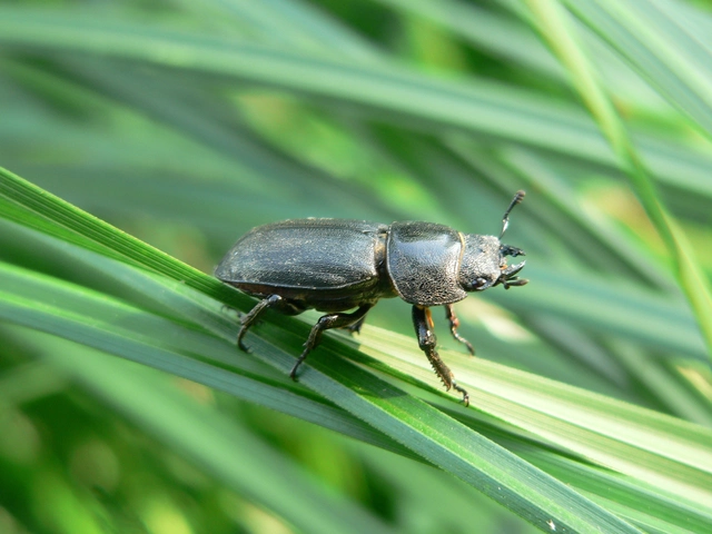 Dorcus parallelipipedus - kis szarvasbogár