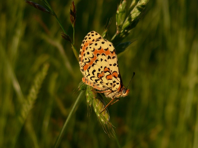 Melitaea didyma - tüzes tarkalepke