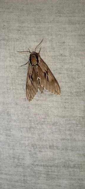 Hyloicus pinastri - fenyőszender