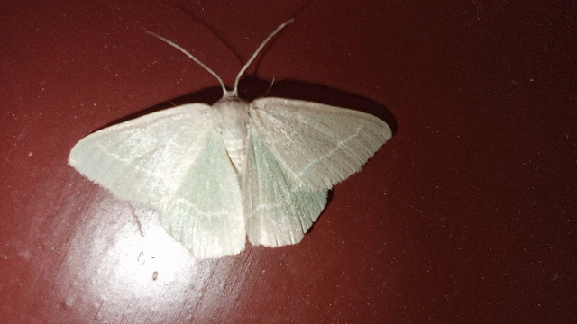 Chlorissa viridata/cloraria