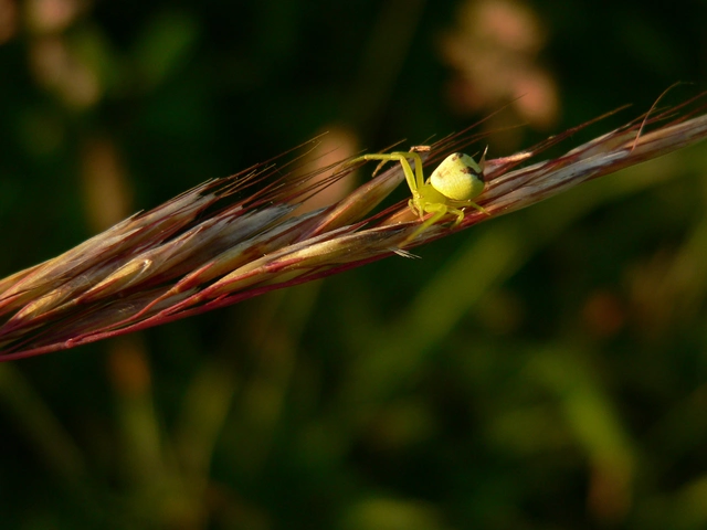 Ebrechtella tricuspidata - alakoskodó karolópók