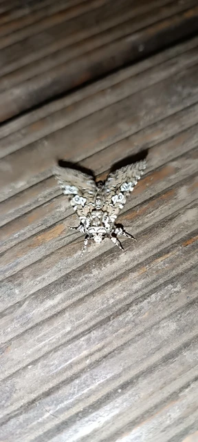 hármasfoltú bagoly - Lamprosticta culta