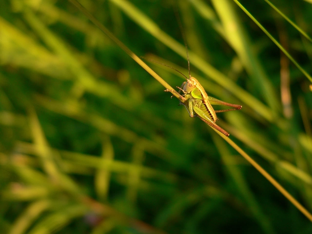 Platycleis