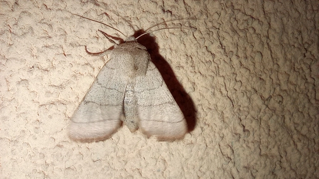 Charanyca trigrammica - háromsávos lombbagoly