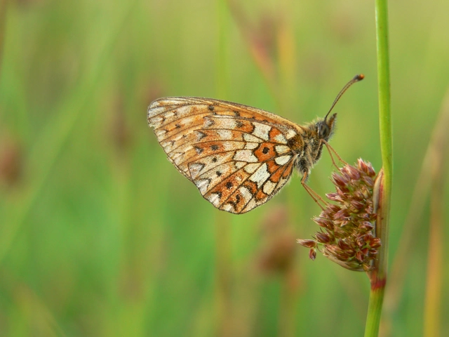 Boloria selene - fakó gyöngyházlepke