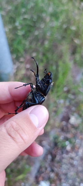 Lucanus cervus - nagy szarvasbogár