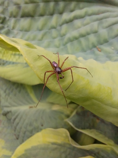 Philodromus collinus