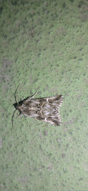 Calophasia lunula - gyújtoványfű-apróbagoly