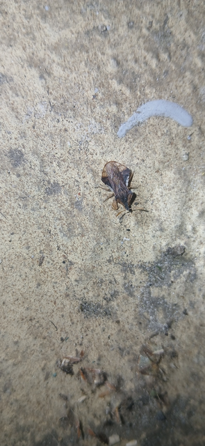 Phymata crassipes - fogólábú poloska