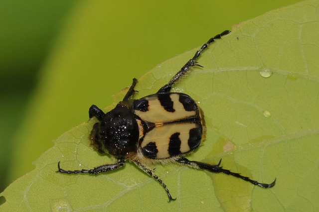Trichius sexualis - keleti prémesbogár