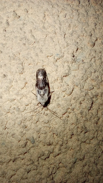 Ponometia candefacta - parlagfűbagoly