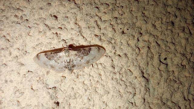 Idaea filicata - sötéttövű apróaraszoló