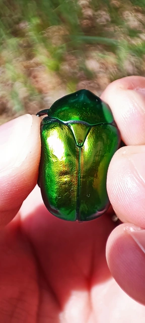 Protaetia speciosissima - pompás virágbogár