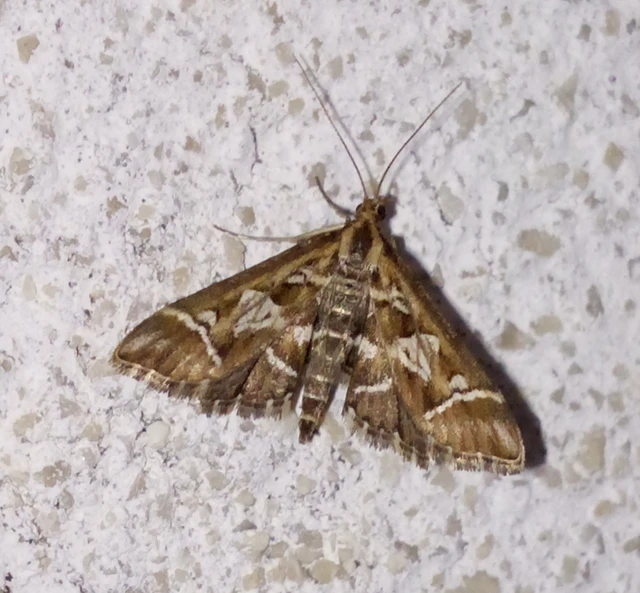 Diasemia reticularis - betűmintás tűzmoly