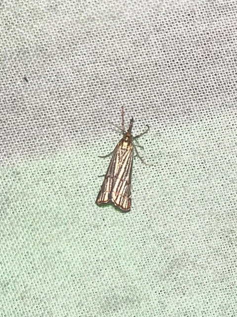 Chrysocramboides craterella - rácsos fűgyökérmoly