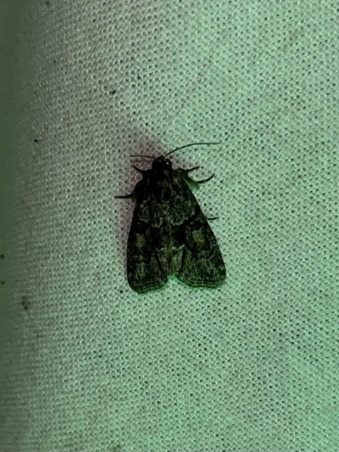 Cryphia fraudatricula - homoki zuzmóbagoly