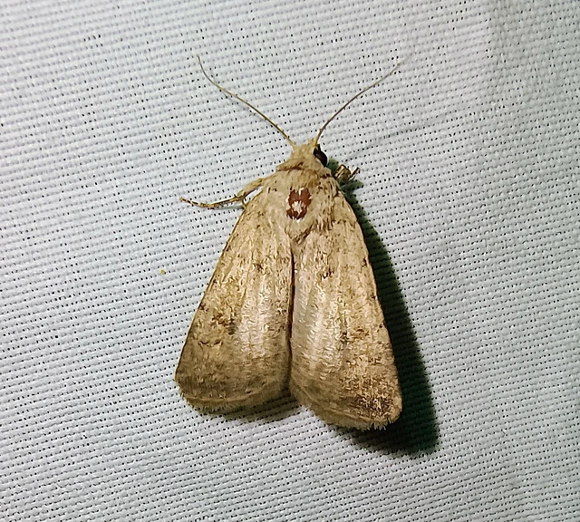 Paradrina clavipalpis - közönséges selymesbagoly