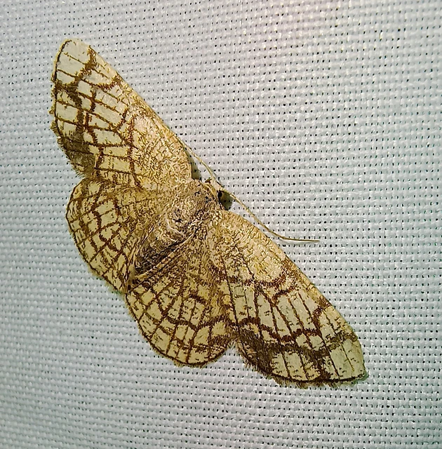 Stegania dilectaria - fehérnyár-araszoló
