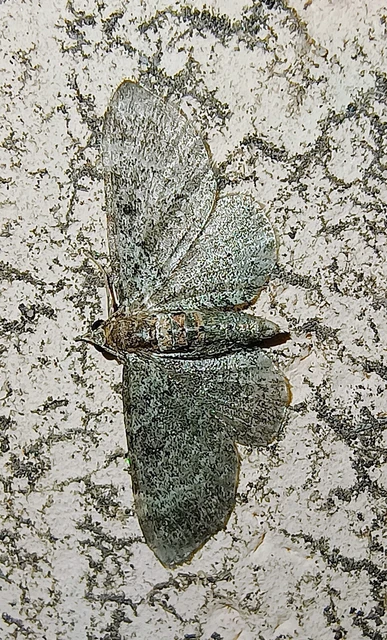 Pasiphila chloerata - hamvas törpearaszoló