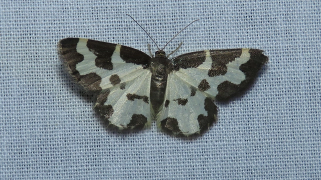 Lomaspilis marginata - szegélyes nyárfaaraszoló Lomaspilis marginata - szegélyes nyárfaaraszoló