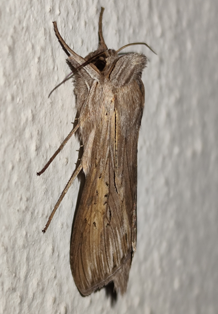 közönséges csuklyásbagoly - Cucullia umbratica