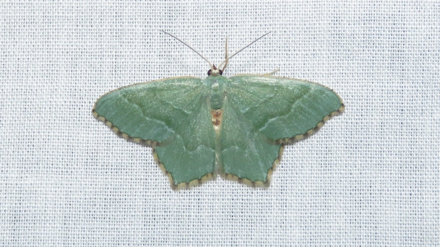 Hemithea aestivaria - nyír-zöldaraszoló