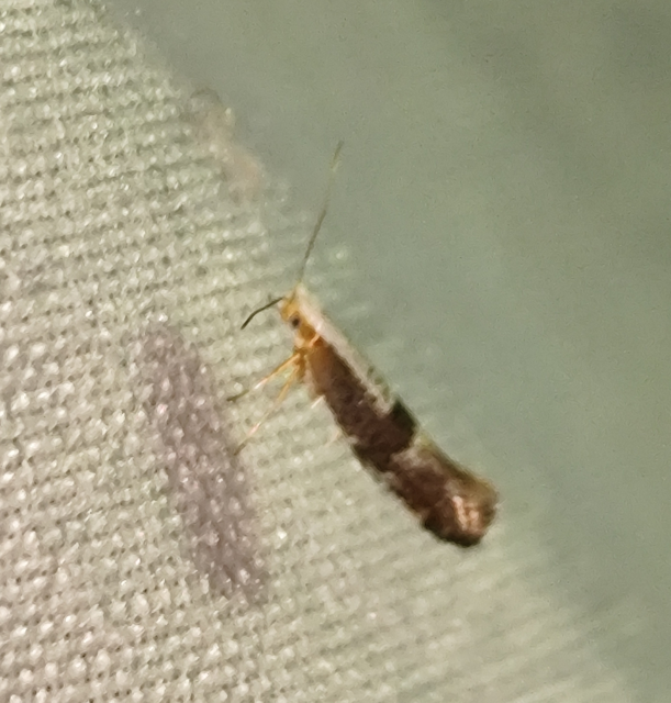 Argyresthia pruniella - meggyvirág-aranymoly