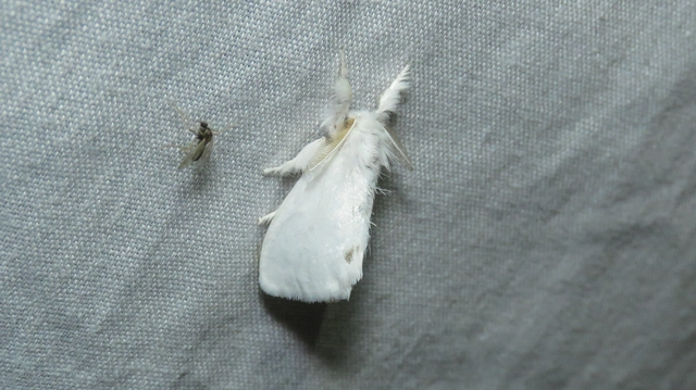 Sphrageidus similis - sárgafarú szövő