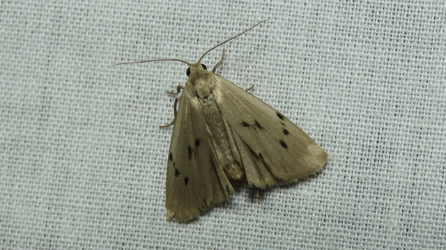 Pelosia muscerda - hamvas zuzmószövő