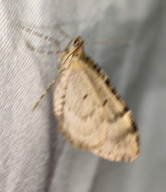 Thera variata/britannica