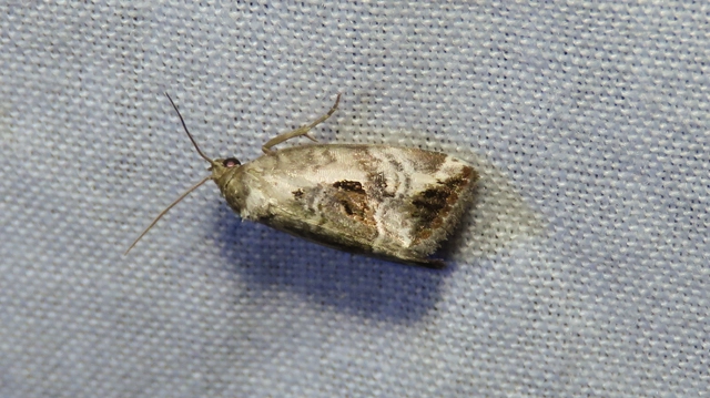 Hapalotis venustula - rózsaszínű mázasbagoly