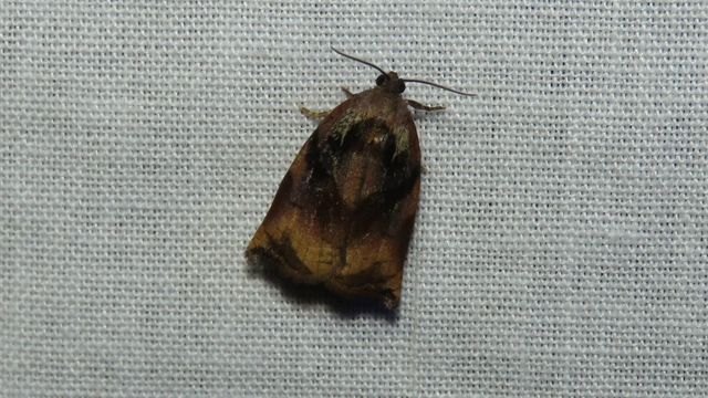 Archips podana - dudvarágó sodrómoly