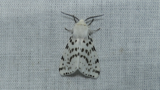 amerikai fehér medvelepke - Hyphantria cunea