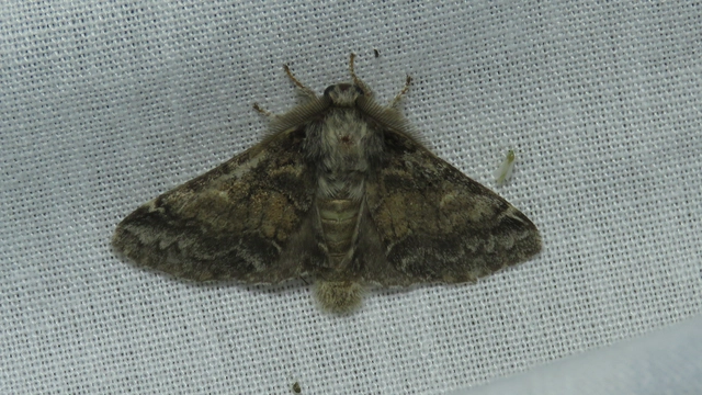 Gluphisia crenata - kormos púposszövő