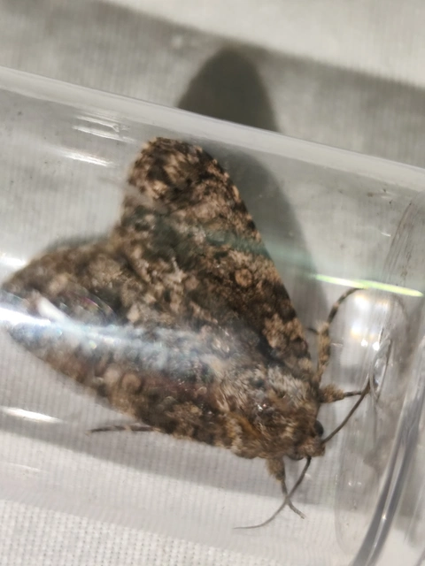 Acronicta rumicis - sóska-szigonyosbagoly