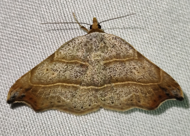 Laspeyria flexula - zuzmóbagoly