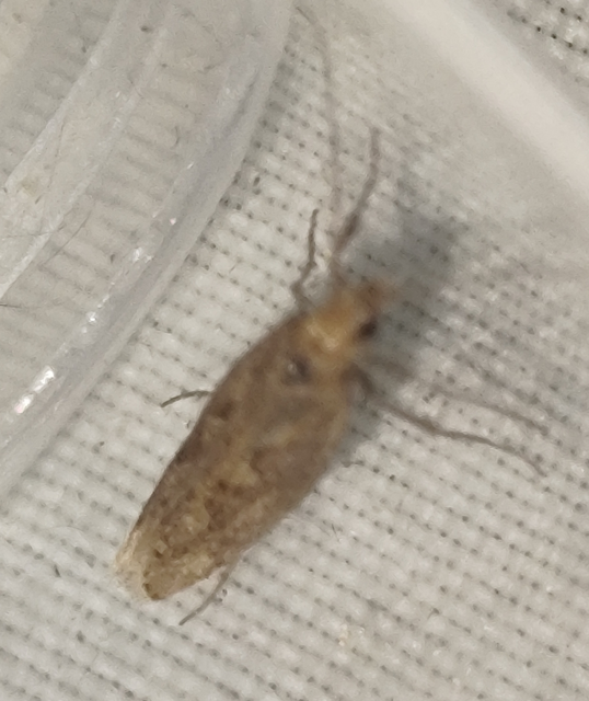 Plutella xylostella - káposztamoly