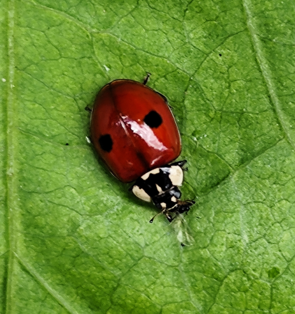 Adalia bipunctata - kétpettyes katica