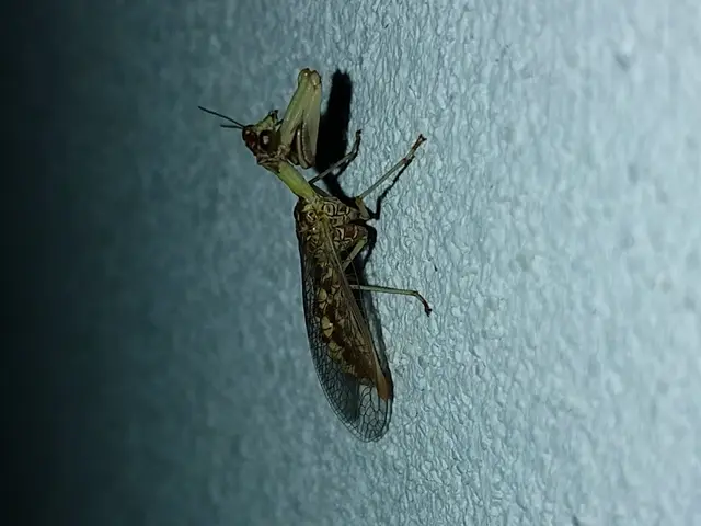 Mantispa styriaca - kétszínű fogólábú-fátyolka