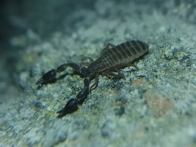 Pseudoscorpionida - Álskorpiók