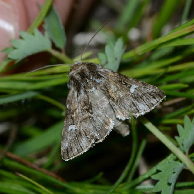 Calophasia lunula - gyújtoványfű-apróbagoly