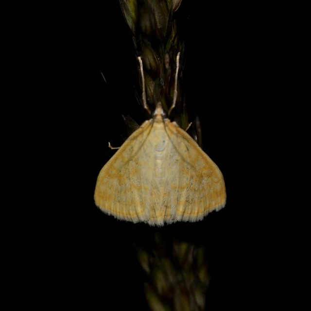 Sitochroa verticalis - világossárga dudvamoly