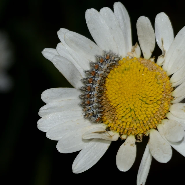 Melitaea didyma - tüzes tarkalepke