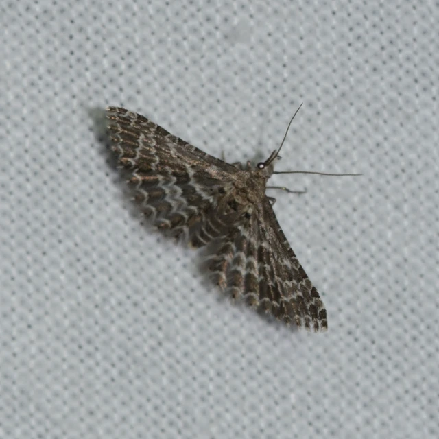 Alucita