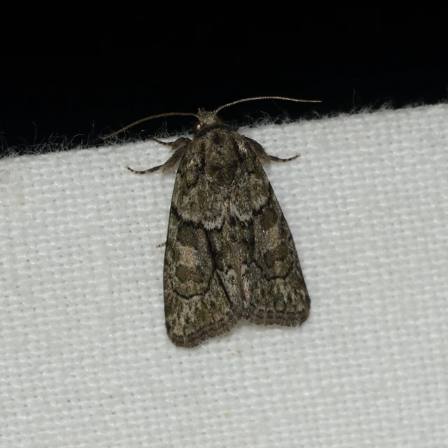 Cryphia fraudatricula - homoki zuzmóbagoly
