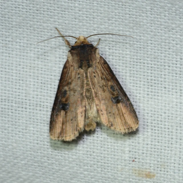 Axylia putris - vonalkás földibagoly