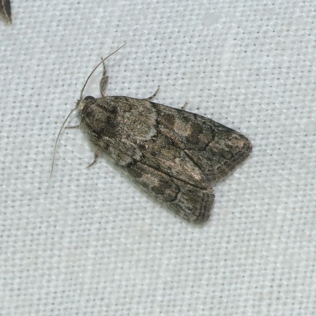 Cryphia fraudatricula - homoki zuzmóbagoly